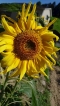 [ひまわり] イメージ