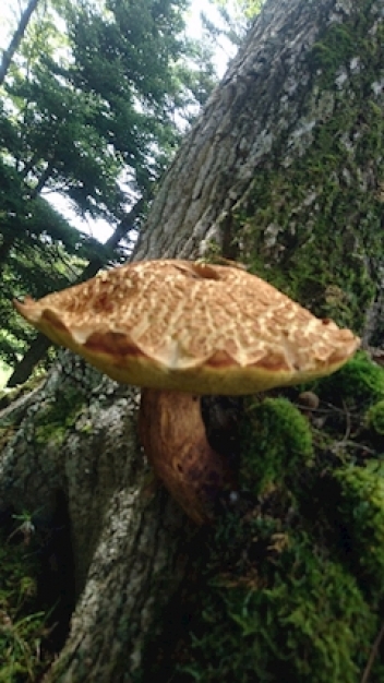 ブログイメージ