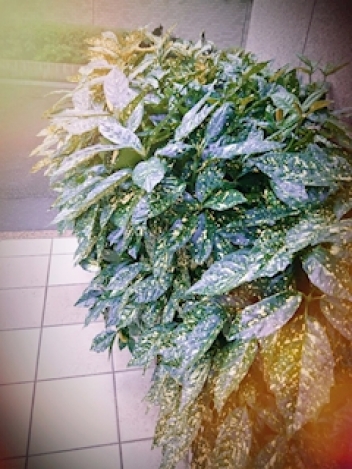 ブログイメージ