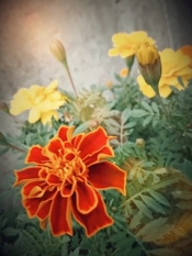 ブログイメージ