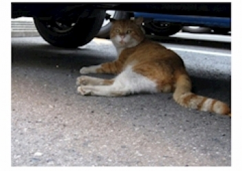 ブログイメージ