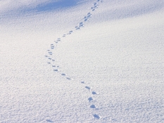 ブログイメージ